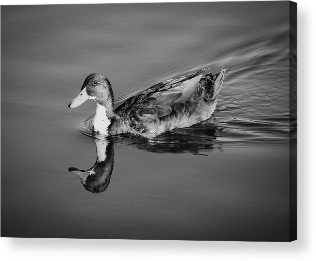 Duck Acrylic Print featuring the photograph Duck in Black and White by Alison Frank