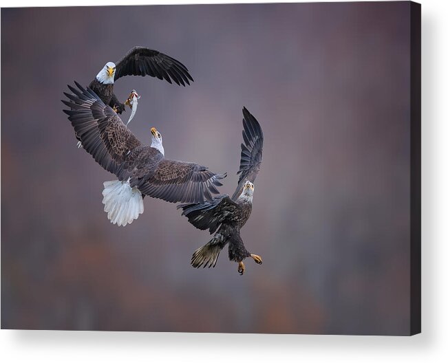 Eagle Acrylic Print featuring the photograph Eagle Family by Tao Huang