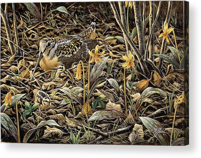 Woodcock Amongst The Flowers And Grasses Acrylic Print featuring the painting Early Brood - Woodcock Young by Wilhelm Goebel