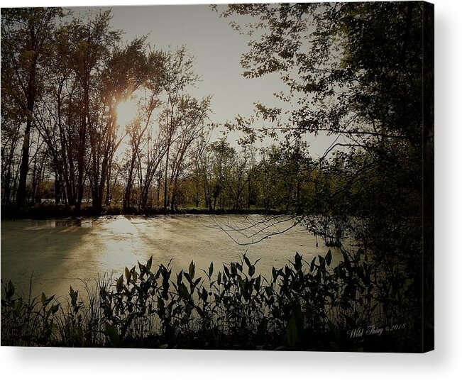 Swamp Acrylic Print featuring the photograph Echoes in Time by Wild Thing