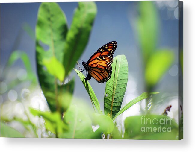 Monarch Butterfly Acrylic Print featuring the photograph Egg Laying Monarch Butterfly by Kerri Farley