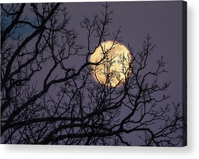 Moon Acrylic Print featuring the photograph Embracing The Moon by Lara Ellis