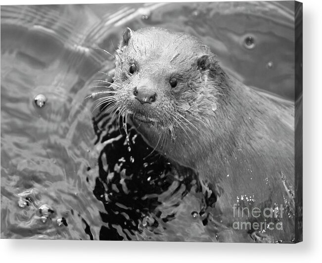 Ambleside Acrylic Print featuring the photograph European Otter by Science Photo Library