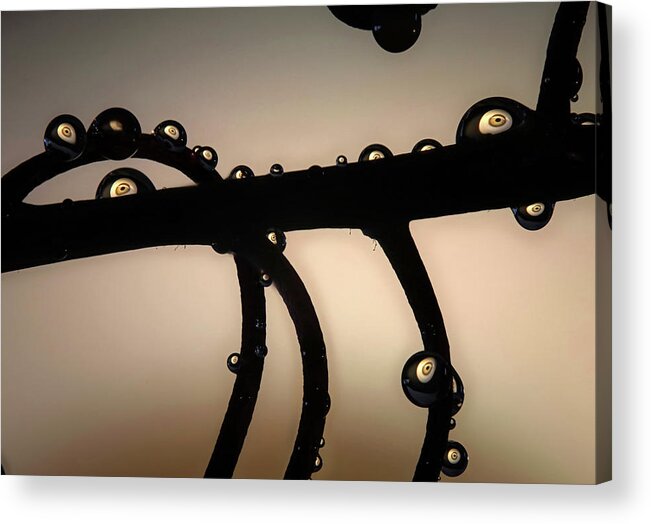 Macro Acrylic Print featuring the photograph Eyes Up by Jim Painter