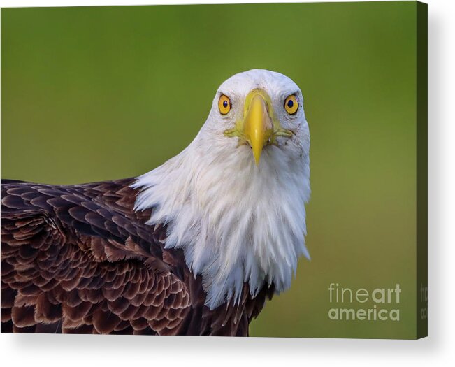 Eagle.bald Eagle Acrylic Print featuring the photograph Face to Face Eagle by Tom Claud