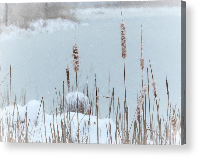 Falling Snow Upon Cattails Along Pond Acrylic Print featuring the photograph Falling Snow Upon Cattails Along Pond by Anthony Paladino