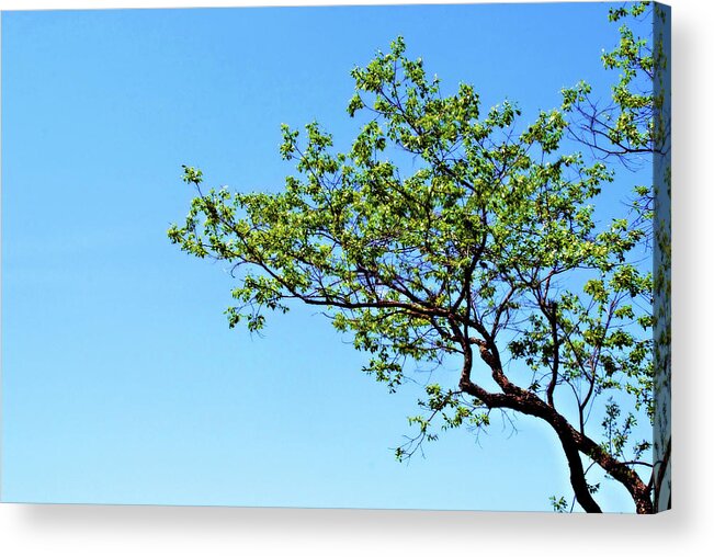 Tree Acrylic Print featuring the photograph Far Reaching by Michelle Wermuth