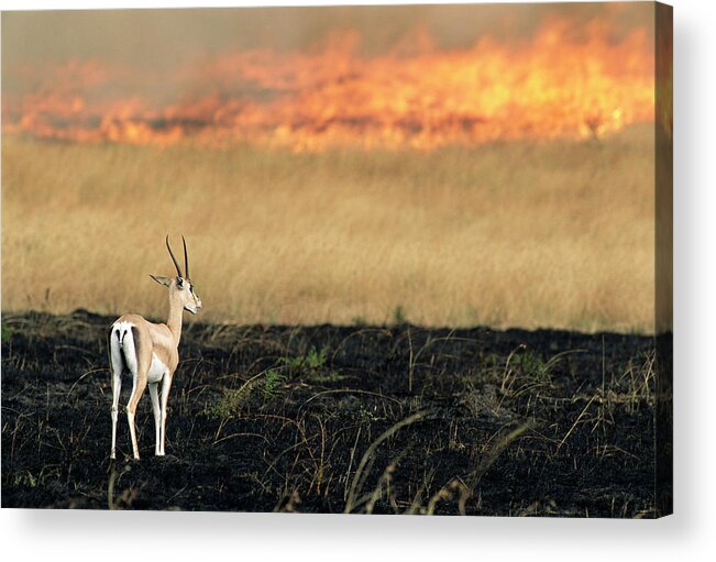 Long Acrylic Print featuring the photograph Fire Approaching Grants Gazelle Gazella by James Warwick