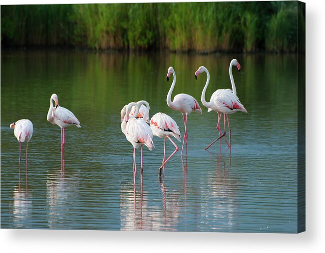 Scenics Acrylic Print featuring the photograph Flamingos by Mmac72