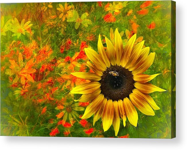 Acrylic Print featuring the photograph Flower Explosion by Jack Wilson