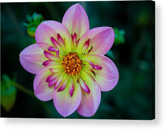 Flower Acrylic Print featuring the photograph Flower 3 by Anamar Pictures