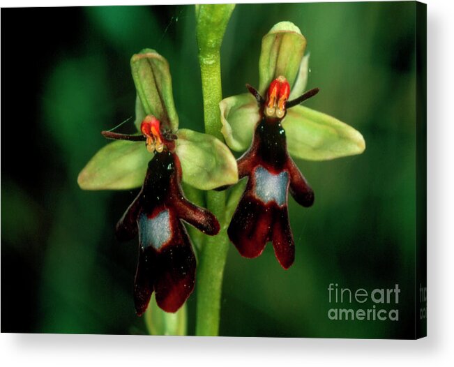 Fly Orchid Acrylic Print featuring the photograph Fly Orchid Flower by Vaughan Fleming/science Photo Library