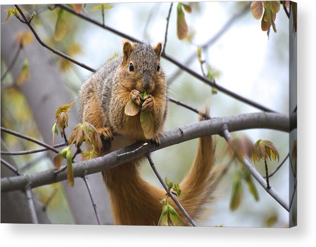 Fox Squirrel Acrylic Print featuring the photograph Fox Squirrel Eating Helicopters by Don Northup