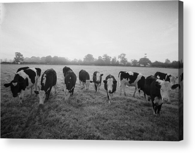 Working Animal Acrylic Print featuring the photograph Friesian Cows by Graham Wood