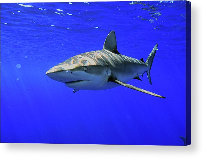 Underwater Acrylic Print featuring the photograph Galapagos Shark by Scott Sansenbach - Sansenbach Marine Photo