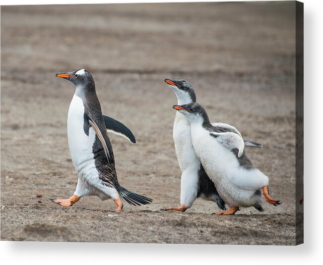 Animal Acrylic Print featuring the photograph Gentoo Penguin Chicks Chasing Parent by Tui De Roy