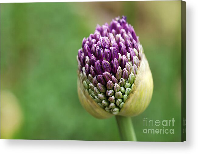 Cluster Acrylic Print featuring the photograph Giant Purple Allium Bud Just Opening by Marie C Fields