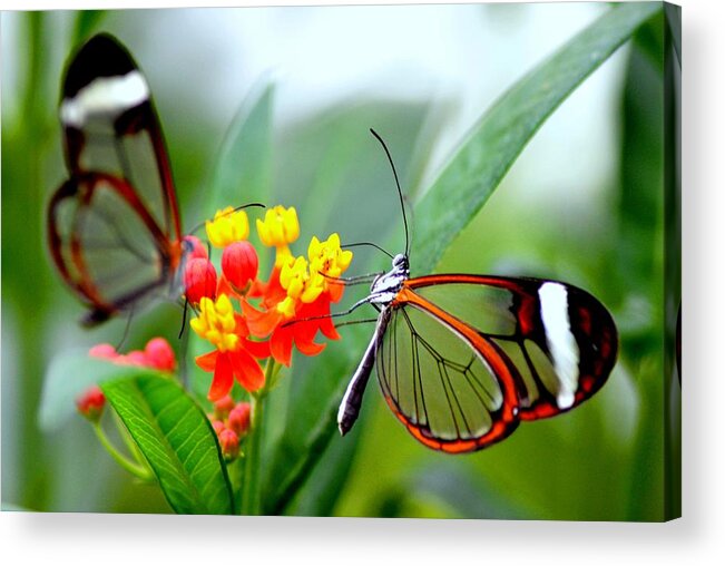 Insect Acrylic Print featuring the photograph Glasswinged Butterfly On A Milkweed by Pallab Seth