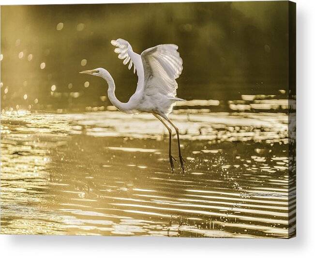 Nature Acrylic Print featuring the photograph Golden Dusk by Binbin L.