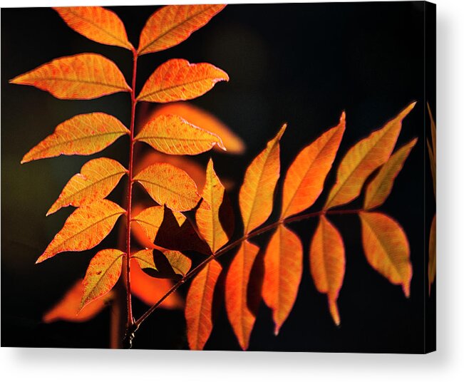 Autumn Acrylic Print featuring the photograph Golden Leaves by Saija Lehtonen