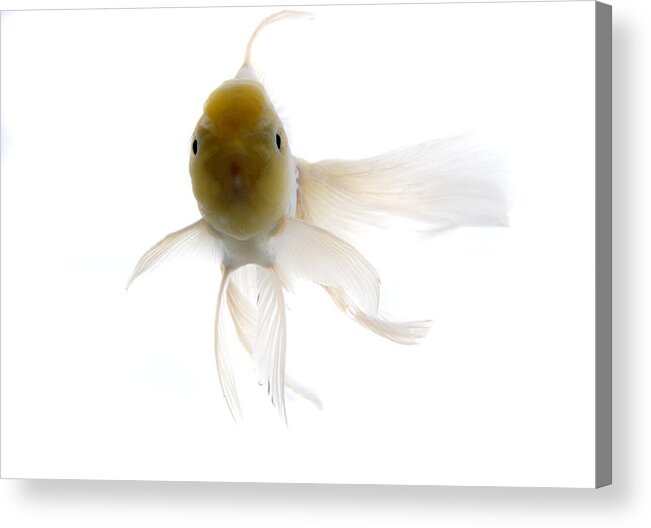 White Background Acrylic Print featuring the photograph Goldfish Against White Background by Jun Takahashi