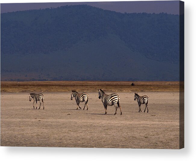Plains Zebra Acrylic Print featuring the photograph Grant Zebra by Imagenavi