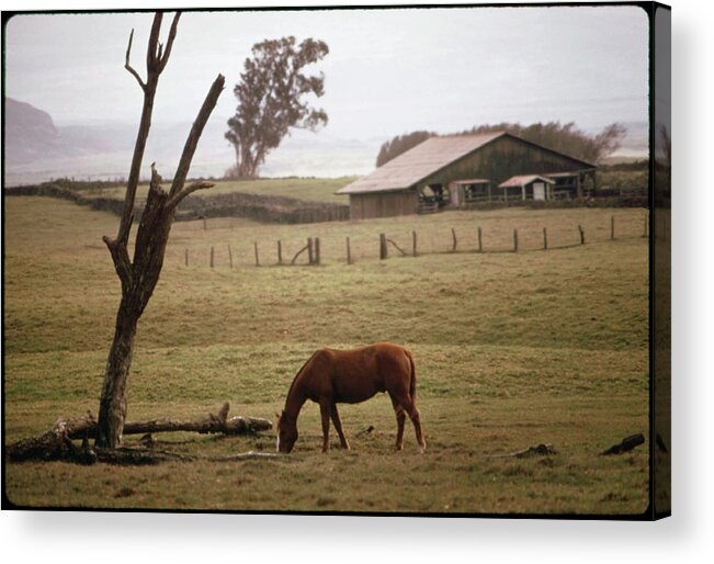 Grazing In Hawaii Acrylic Print featuring the photograph Grazing In Hawaii by American Eyes