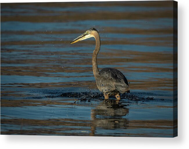 Great Blue Heron Acrylic Print featuring the photograph Great Blue Heron by Rick Mosher
