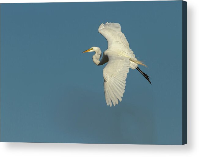 Great Egret Acrylic Print featuring the photograph Great Egret 2014-9 by Thomas Young
