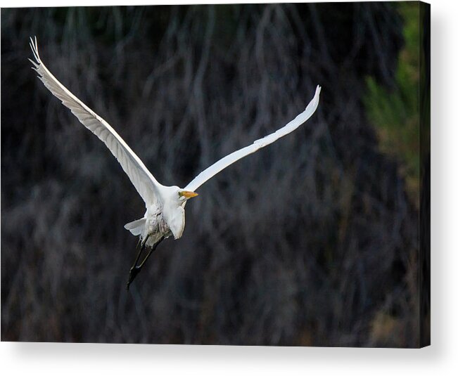 Great Egret Acrylic Print featuring the photograph Great Egret 8291-061819 by Tam Ryan