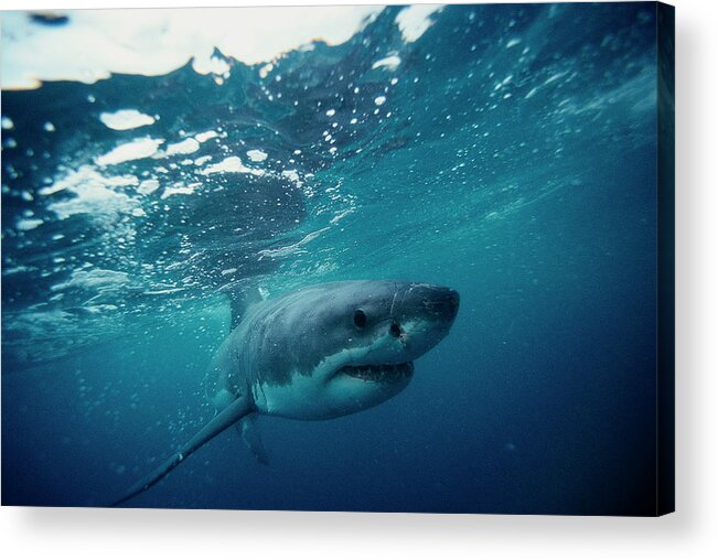 Underwater Acrylic Print featuring the photograph Great White Shark, South Africa by Stuart Westmorland