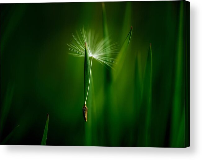 Green Acrylic Print featuring the photograph Green by Chris Coenders