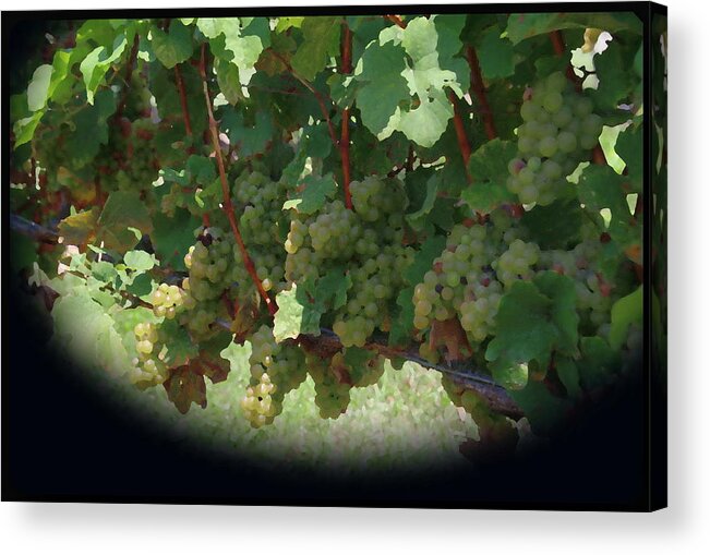 Green Grapes Acrylic Print featuring the photograph Green Grapes On The Vine 16 by Cathy Lindsey