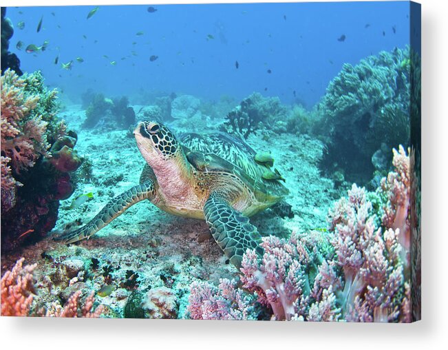 Underwater Acrylic Print featuring the photograph Green Turtle by Wendy A. Capili