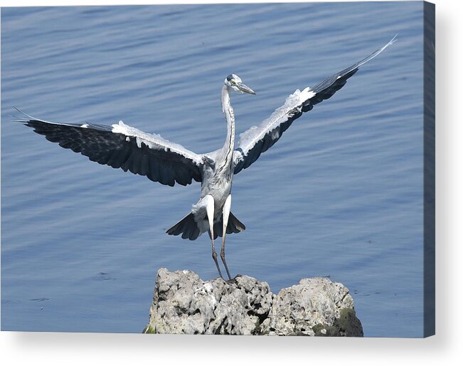 Heron Acrylic Print featuring the photograph Grey Heron Landing by Ben Foster