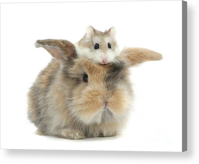 Roborovski Hamster Acrylic Print featuring the photograph Hammy Hair Piece by Warren Photographic