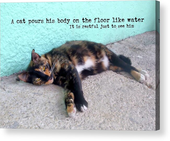A Acrylic Print featuring the photograph HEMINGWAY CAT quote by JAMART Photography