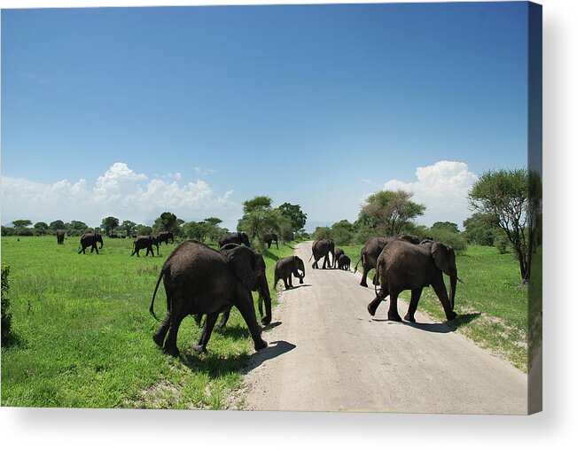 Shadow Acrylic Print featuring the photograph Herd Of Elephants In Tarangire National by Volanthevist
