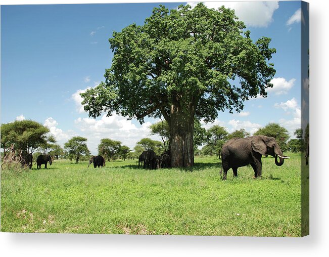 Shadow Acrylic Print featuring the photograph Herd Of Elephants by Volanthevist