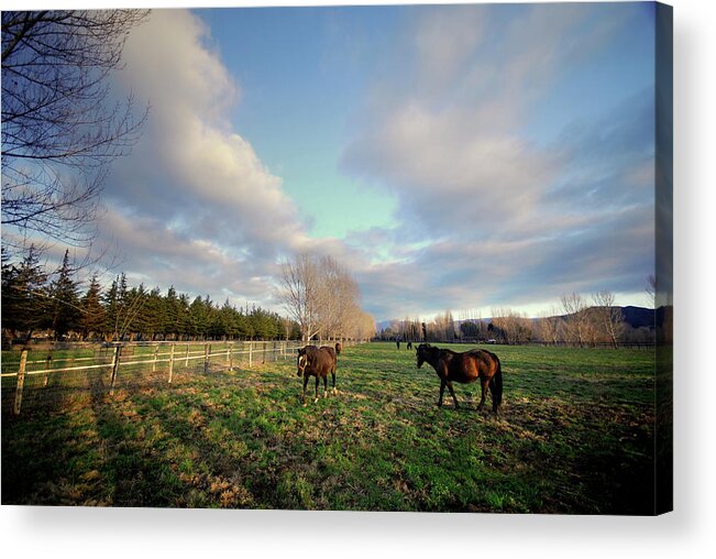 Horse Acrylic Print featuring the photograph Horse Ranch by Sstop