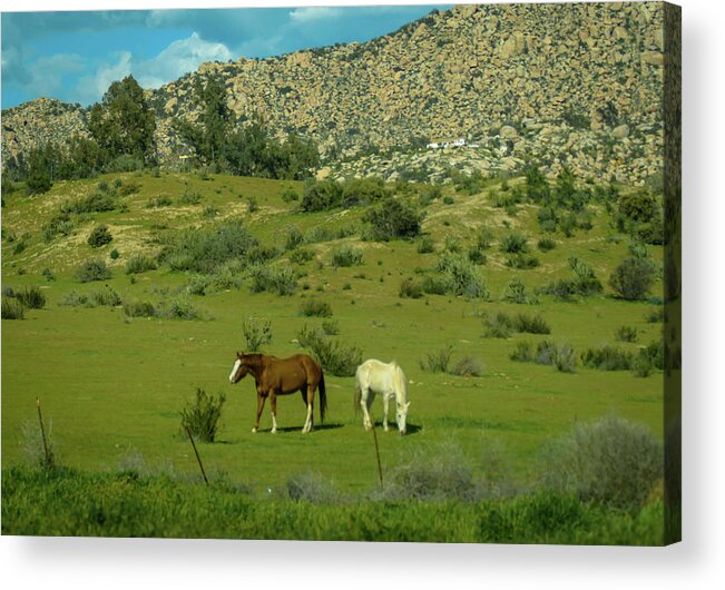 Horses Acrylic Print featuring the photograph Horses on a Hillside by Debra Kewley