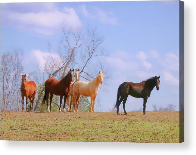 Horses Acrylic Print featuring the photograph Horses on the Hill by Bonnie Willis