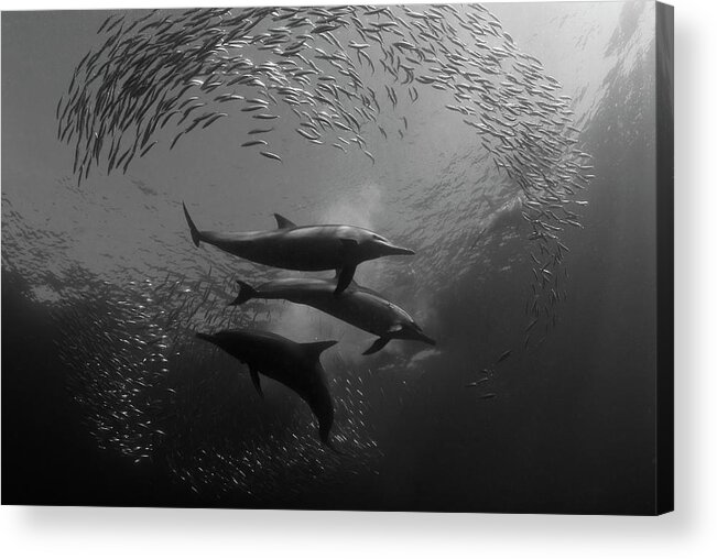 Dolphin Acrylic Print featuring the photograph Hunting by Mikael Jigmo