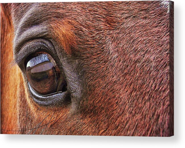 Art Acrylic Print featuring the photograph In Italian CAVALLO by JAMART Photography