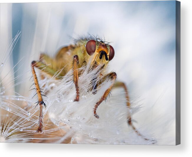 Insect Acrylic Print featuring the photograph In White by Ales Komovec