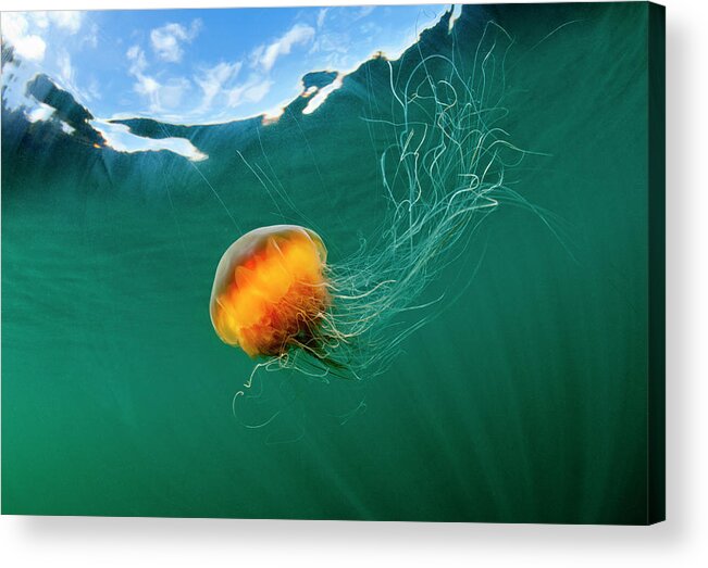 Underwater Acrylic Print featuring the photograph Jellyfish, Alaska by Paul Souders