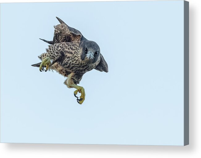 Falcon Acrylic Print featuring the photograph Juvenile Falcon by Tao Huang
