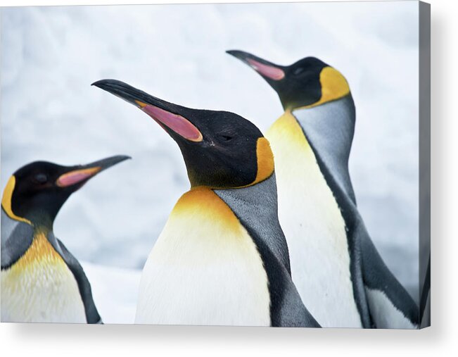 Snow Acrylic Print featuring the photograph King Penguin by Japanese Amateur Photog
