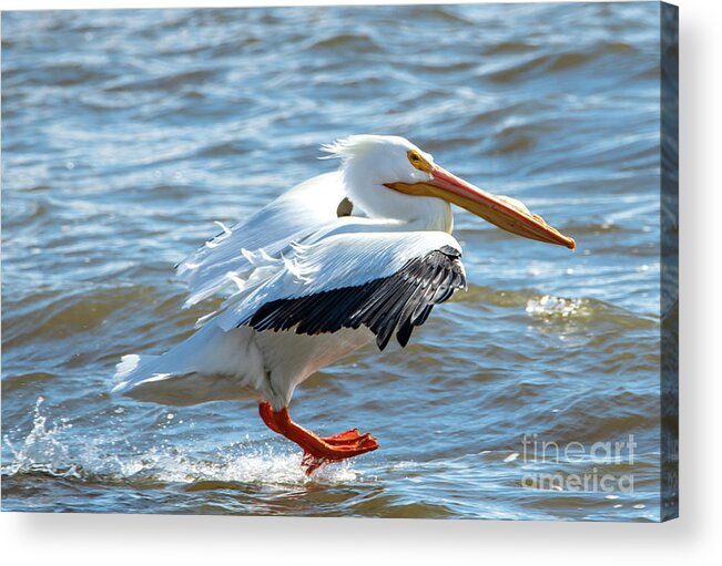 Pelican Acrylic Print featuring the photograph Landing Gear Down on Pelican by Sandra J's