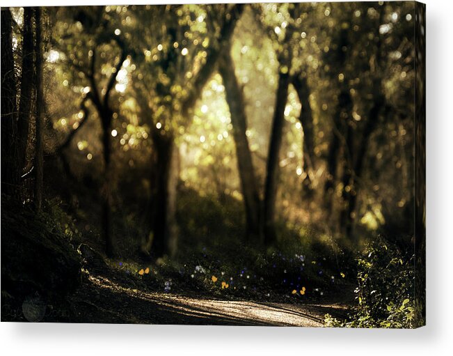  Acrylic Print featuring the photograph Late Afternoon by Cybele Moon